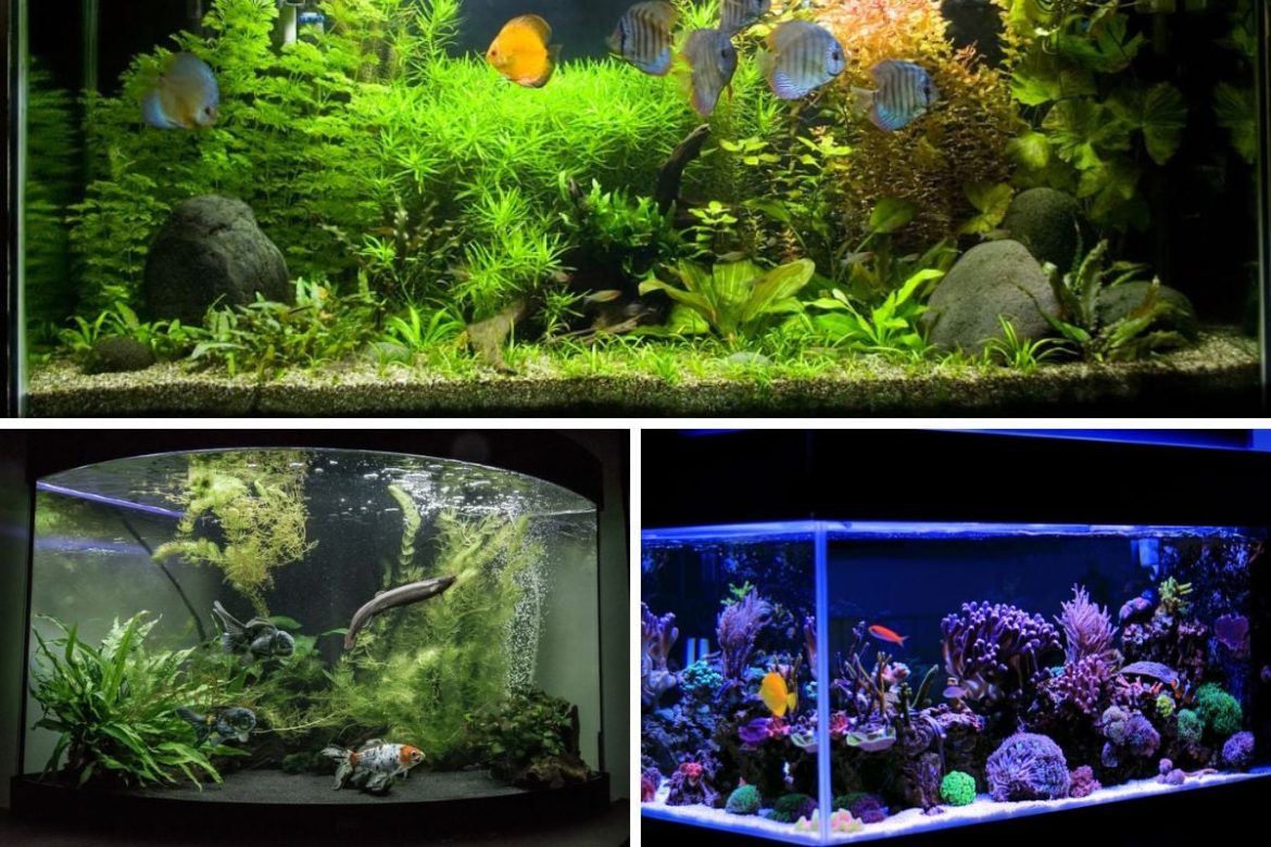 The Best Fish Tank UV Sterilizers for Clean Water