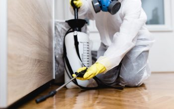Safe Pest Control Methods for Homeowners